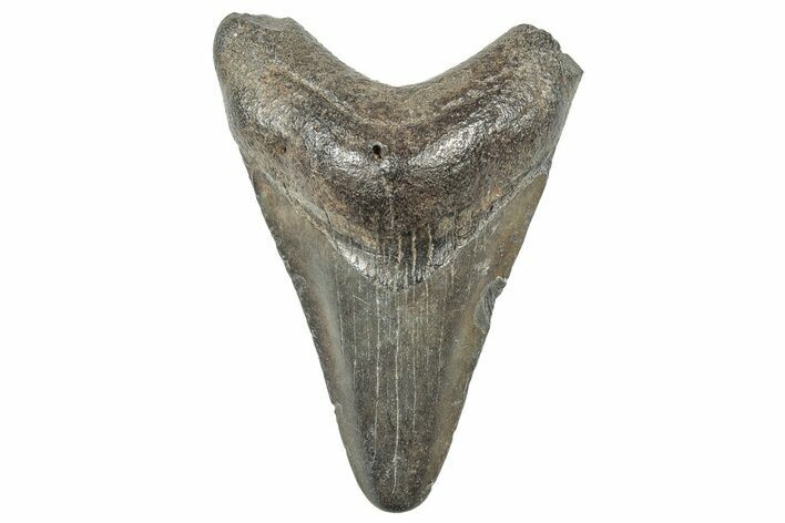 Juvenile Megalodon Tooth - South Carolina #299181